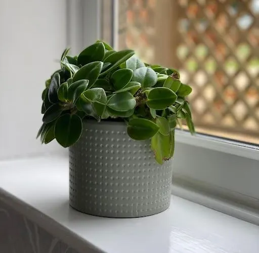 Idyllic Cottage, With Sea Views, Sleeps 6